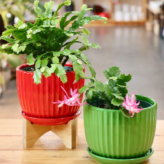 Ribbed Ceramic Planter with Saucer