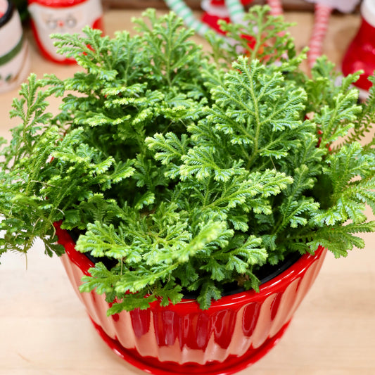 Selaginella kraussiana 'Variegatus', "Frosty Spikemoss"