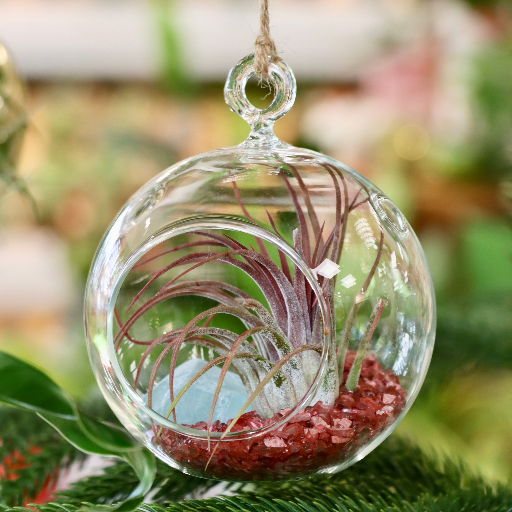 air plant terrarium ornament Lotus Pottery 10" Glass Terrarium