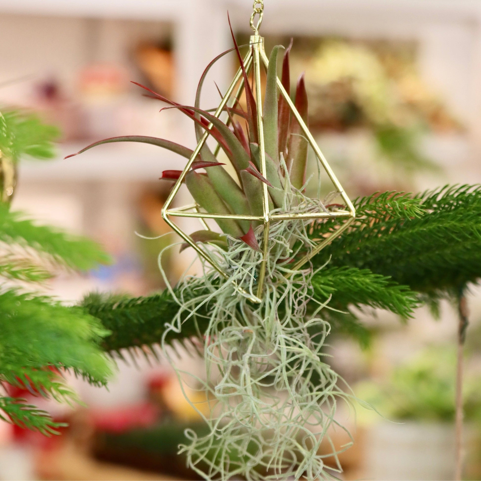air plant terrarium ornament Lotus Pottery 10" Glass Terrarium