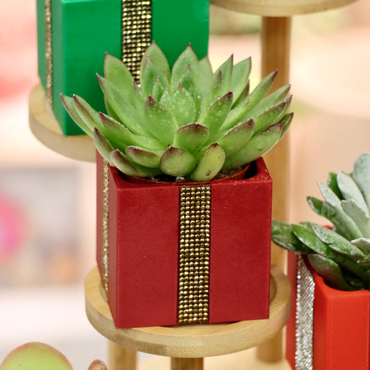 Christmas Present Succulent Planters