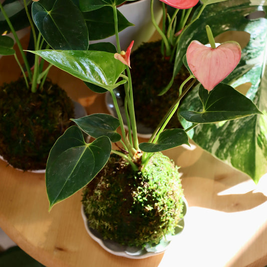 1/24 Kokedama Workshop (Kailua)