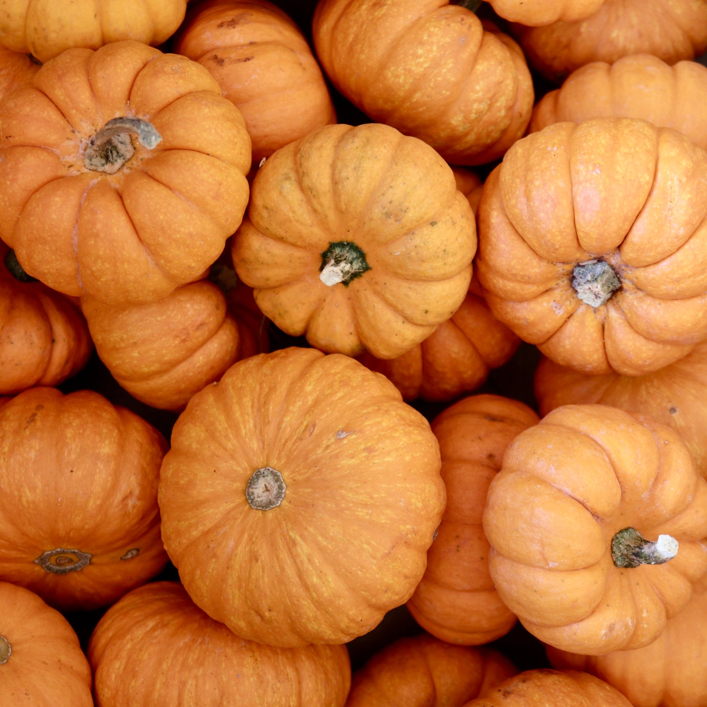 Pumpkins