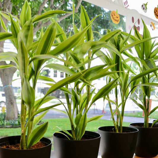 Dracaena sanderiana, yellow