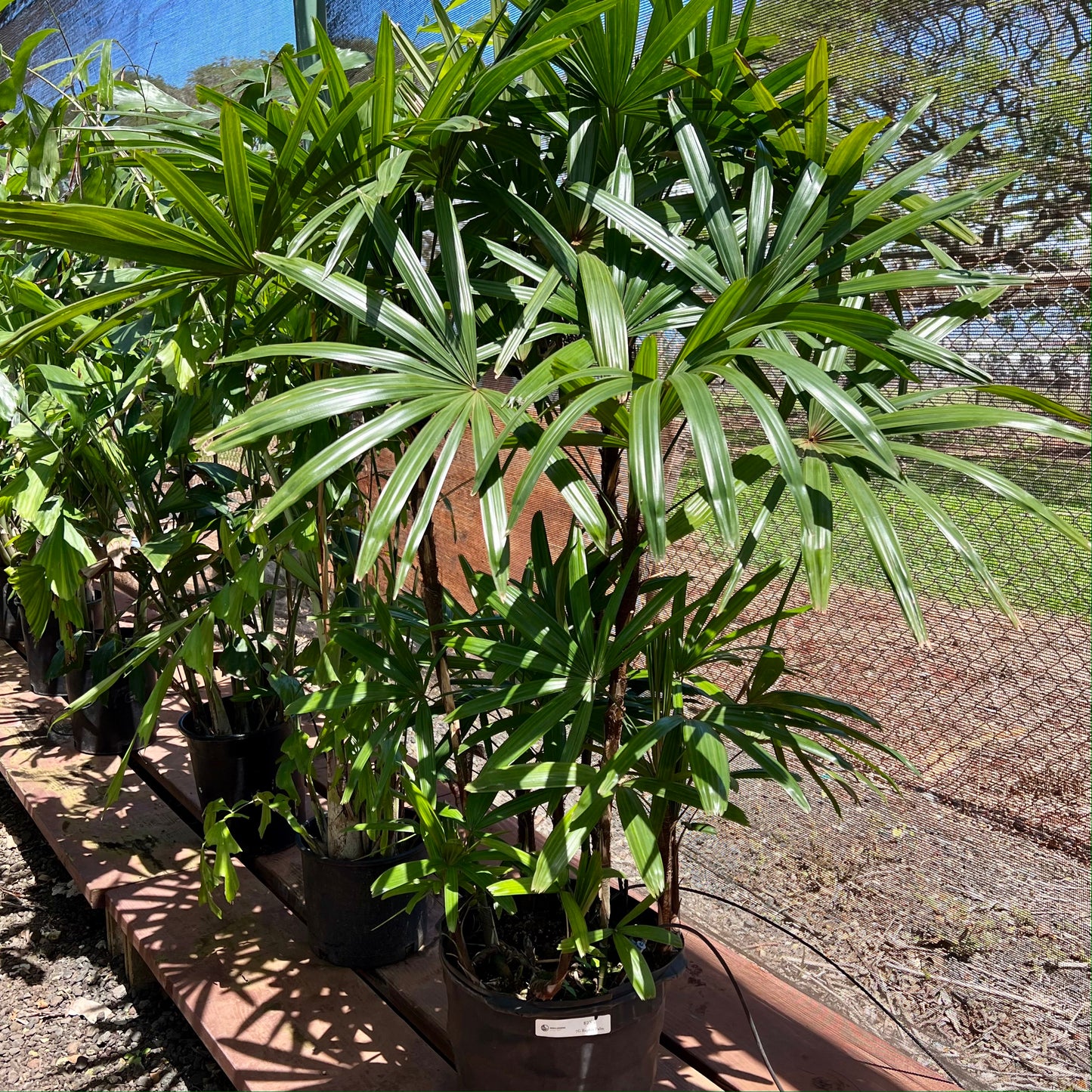 Rhapis Palm