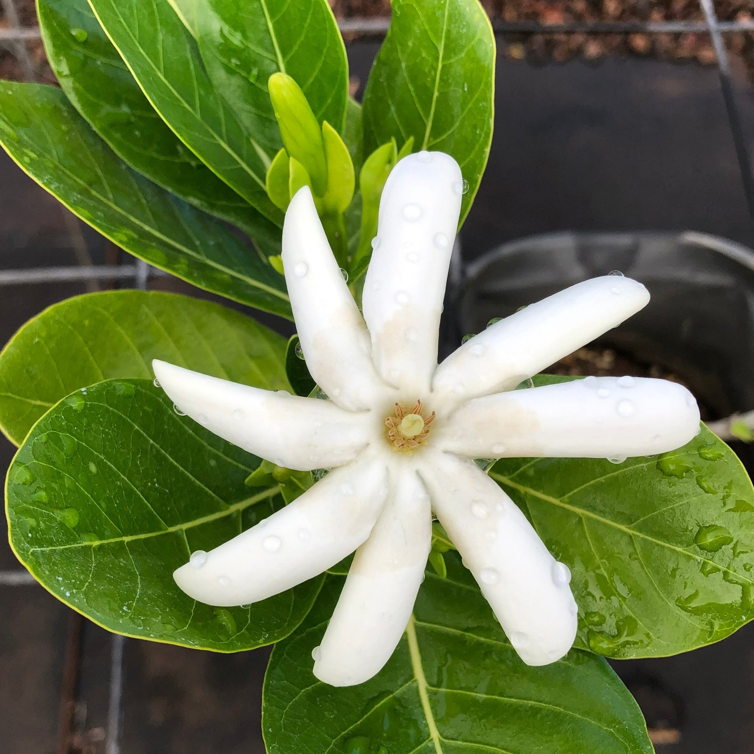 Gardenia, 