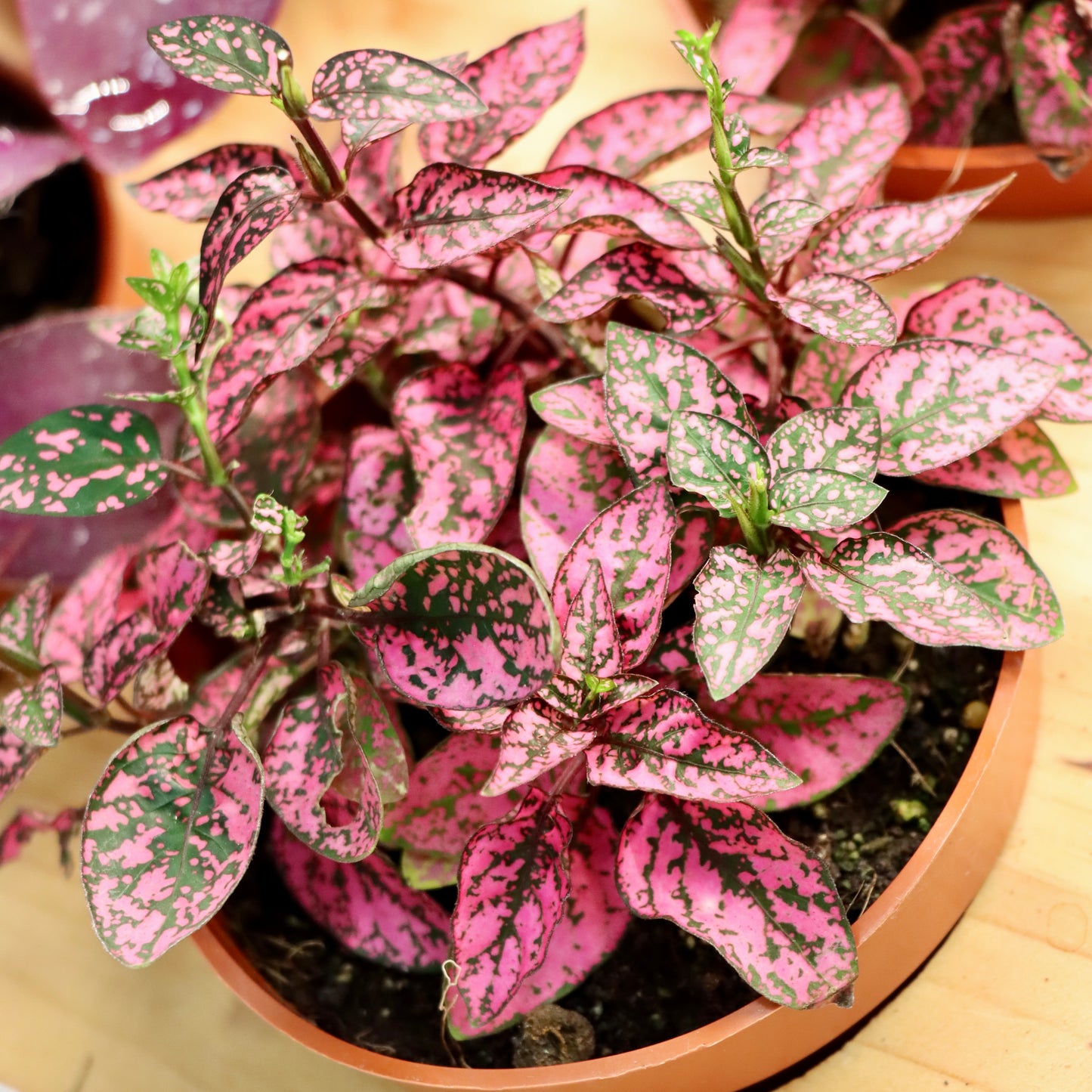 Hypoestes phyllostachya, "Polka Dot Plant"