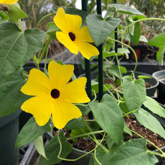 Thunbergia