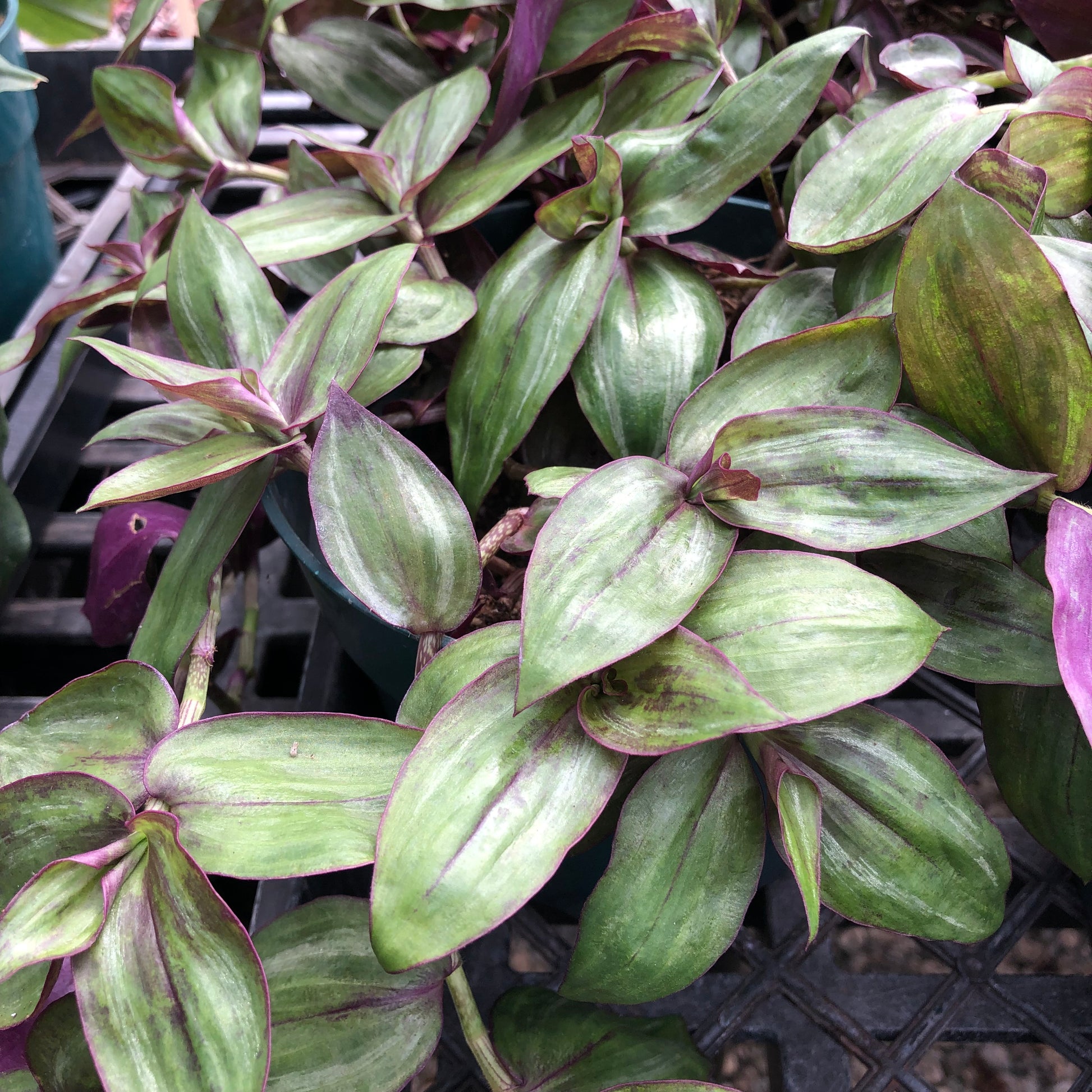 Tradescantia nanouk – Mari's Gardens