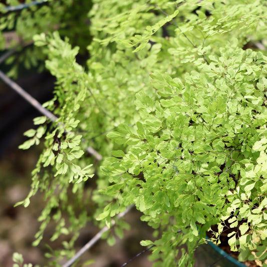 Adiantum raddianum ultragracillimum, "Dwarf Maidenhair Fern"