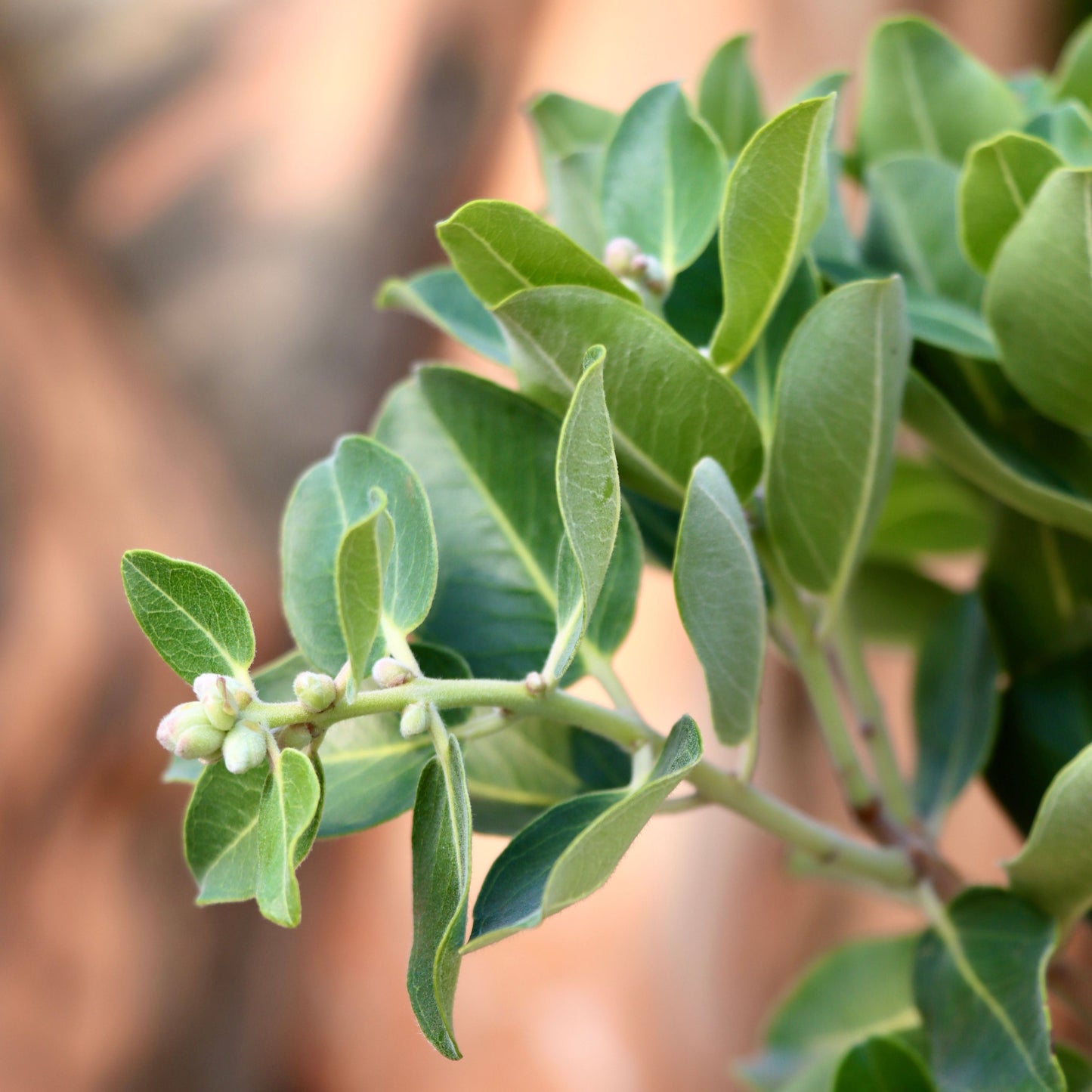 Metrosideros polymorpha, "Ohia"