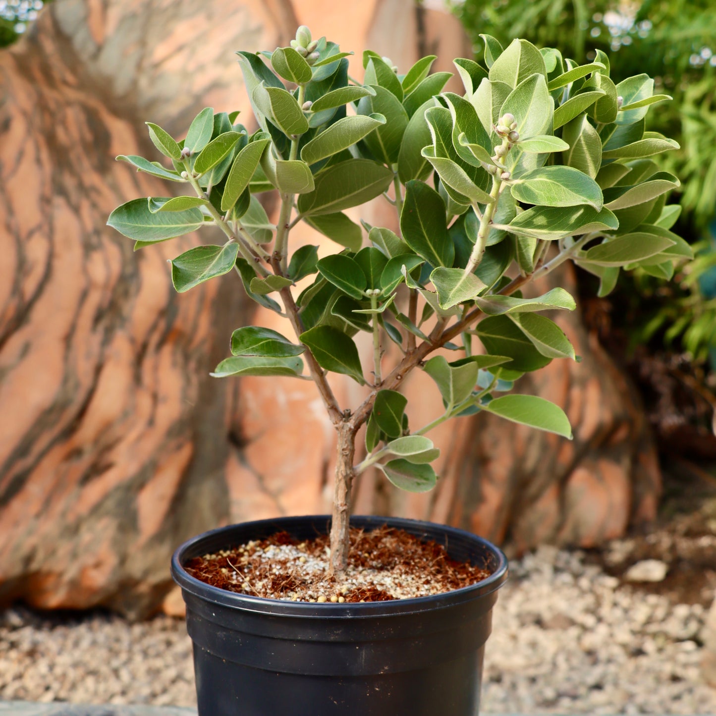 Metrosideros polymorpha, "Ohia"