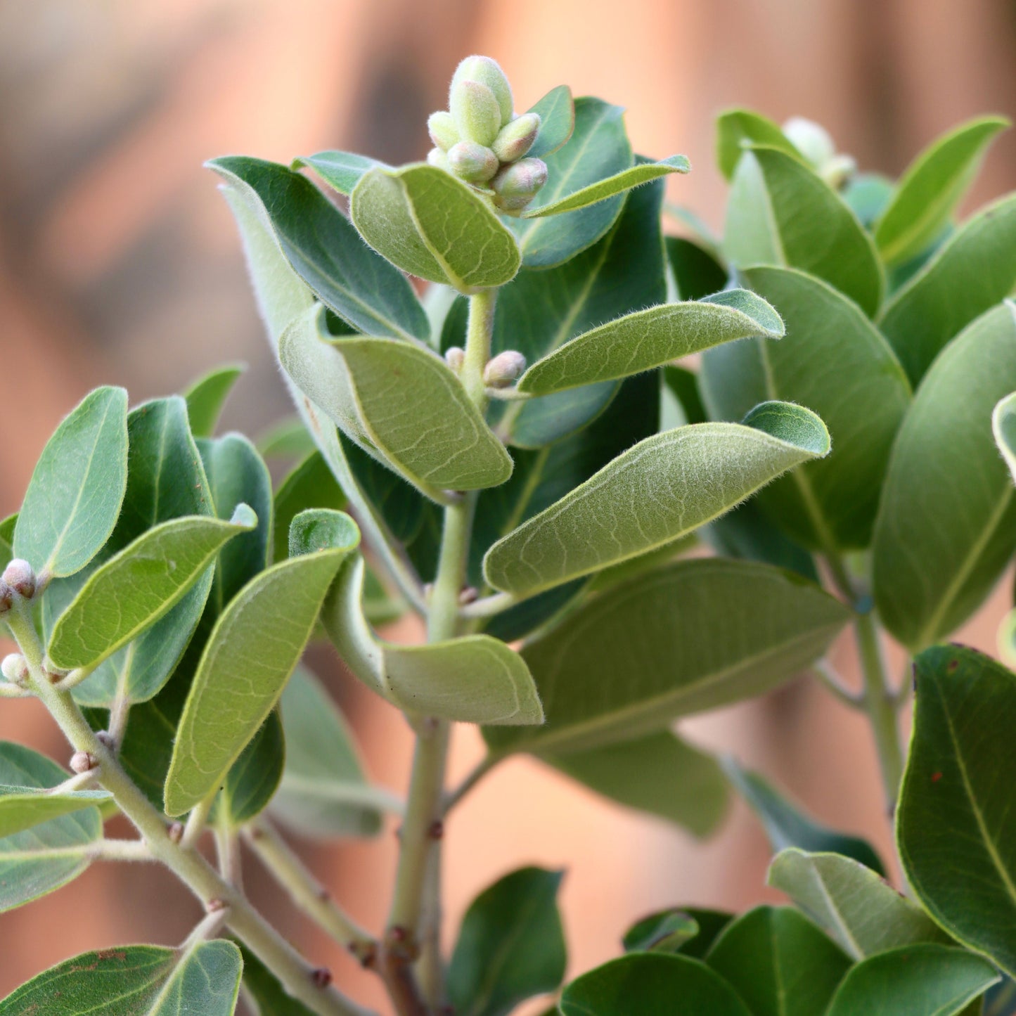 Metrosideros polymorpha, "Ohia"