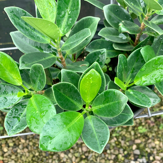 Ficus microcarpus var. crassifolia, "Wax Ficus"