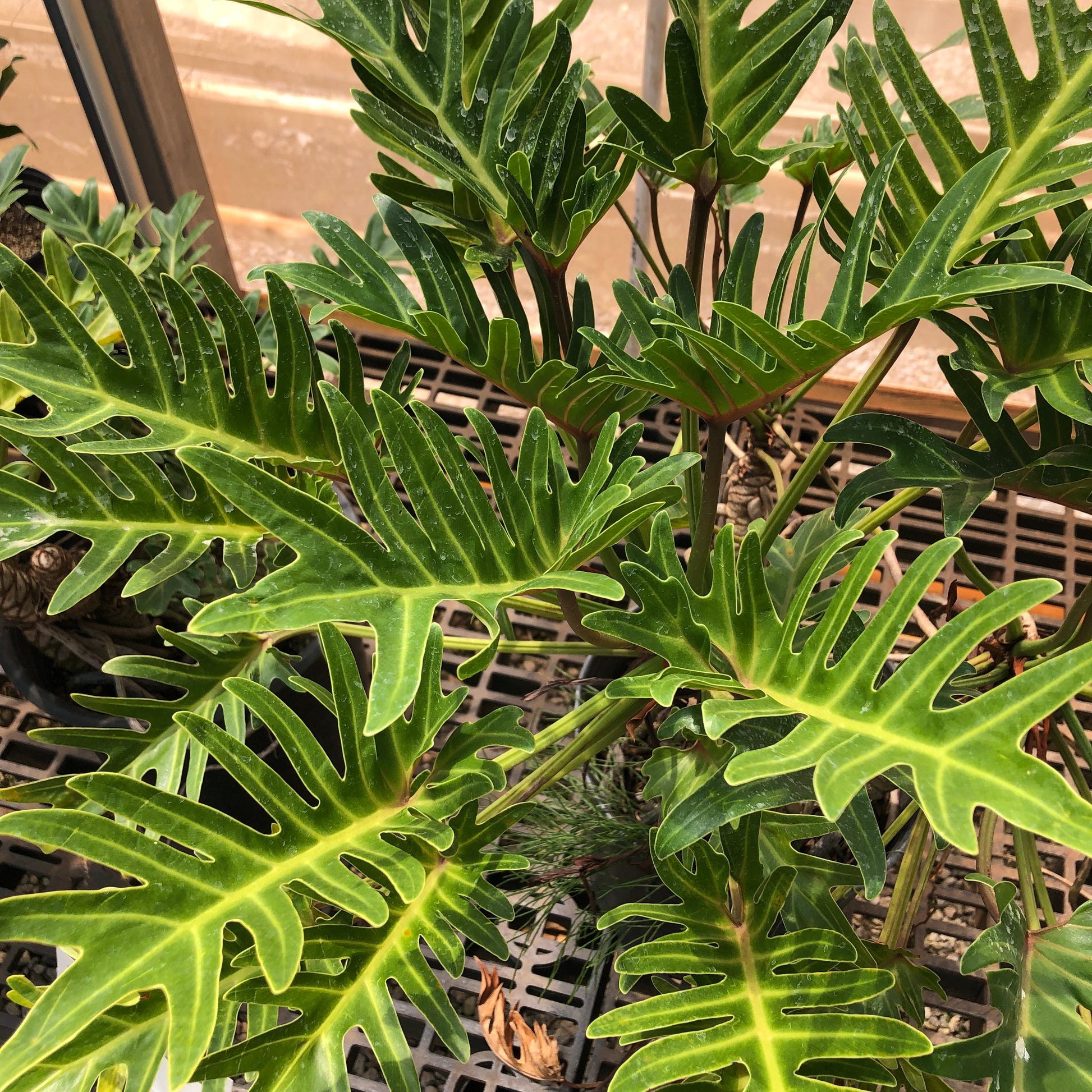 philodendron xanadu spacing Philodendron xanadu