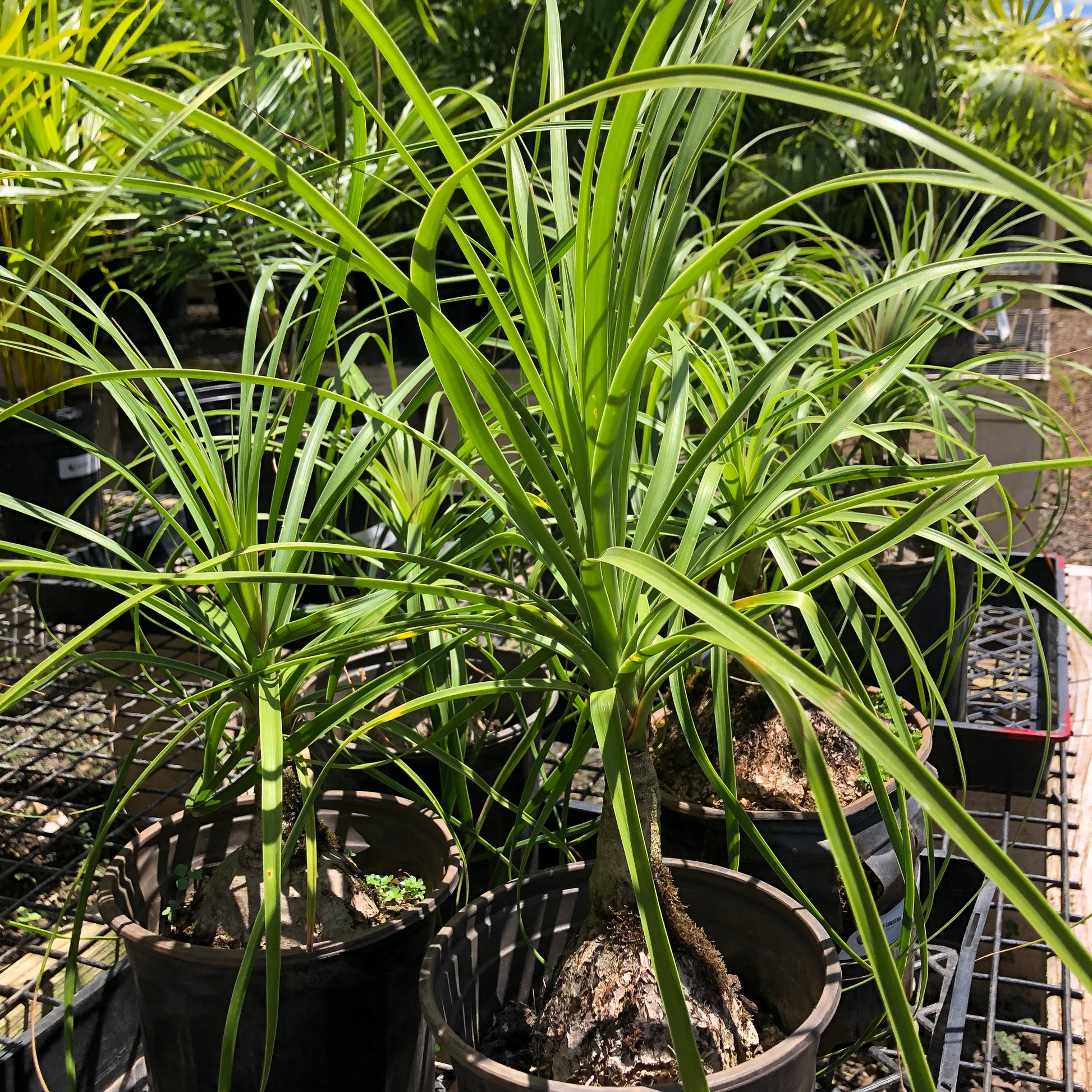 pigtail palm vs ponytail palm Pony tail Palm