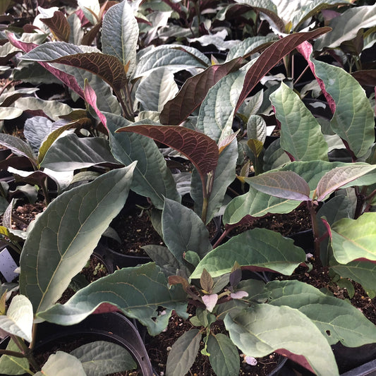 Clerodendrum, "Star Burst"