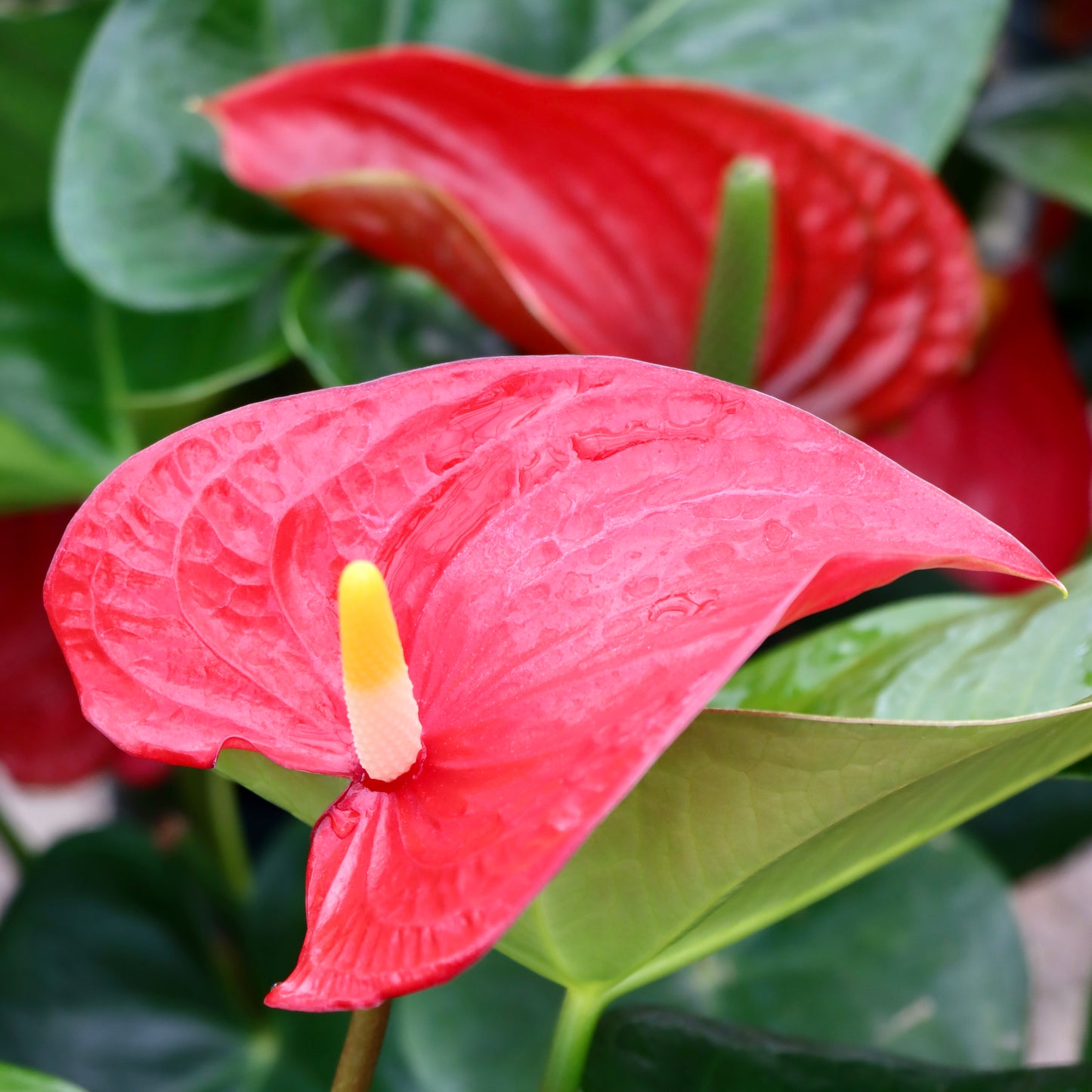 Anthurium, "Alabama"