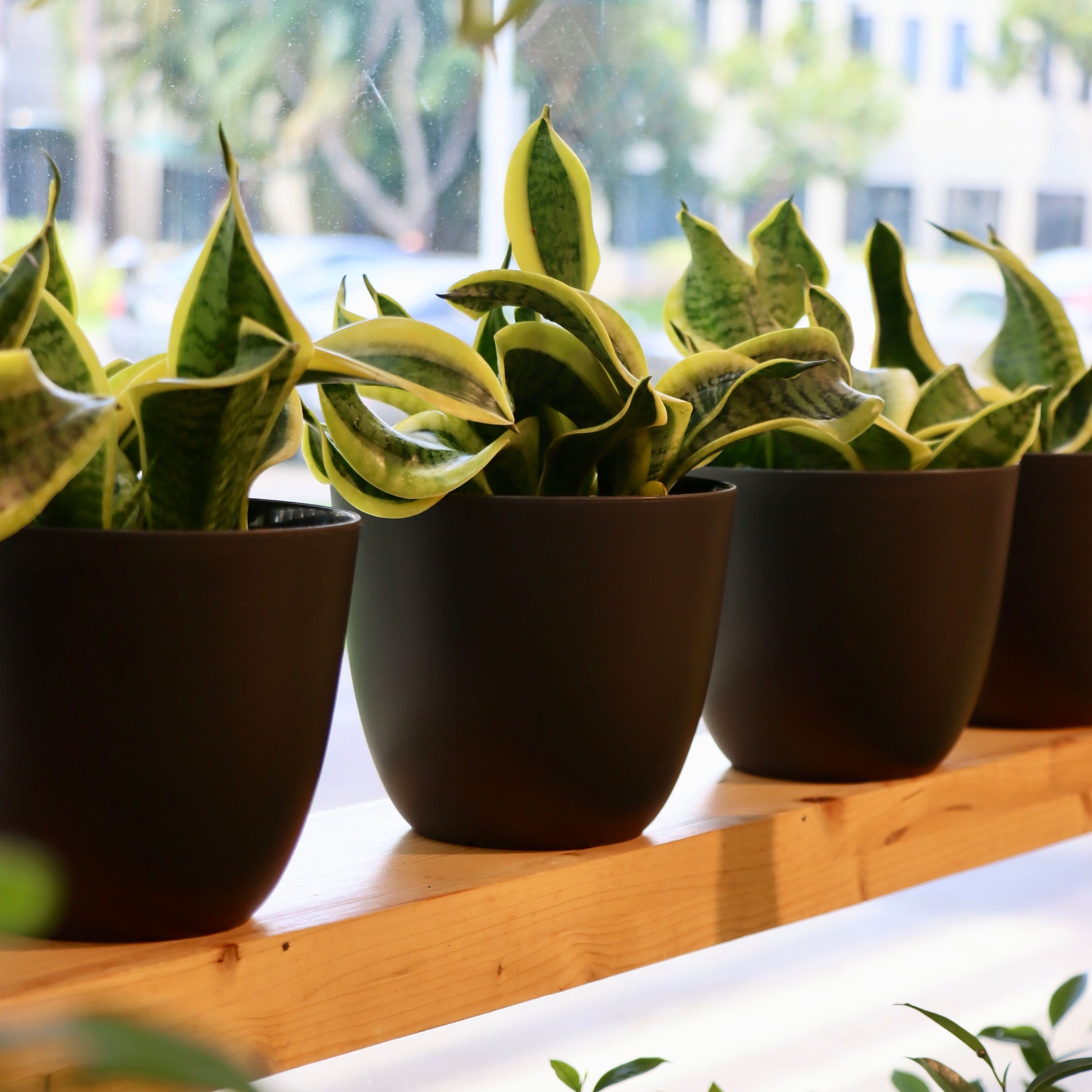 dracaena trifasciata 'twisted sister' Sansevieria trifasciata 'Twisted Sister'