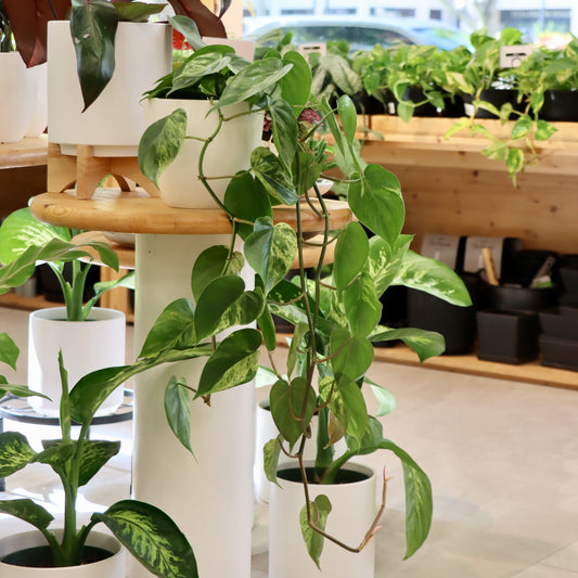 Philodendron hederaceum