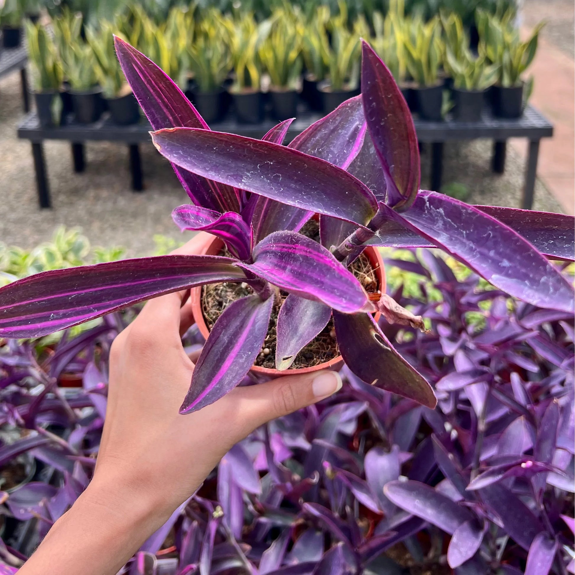 is purple heart plant indoor or outdoor Tradescantia padilla, "Purple Heart" – Mari's Gardens