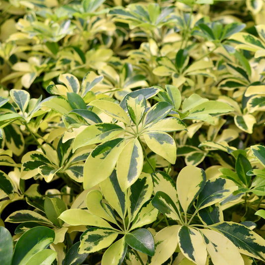 Schefflera arboricola "Hawaiian Elf"
