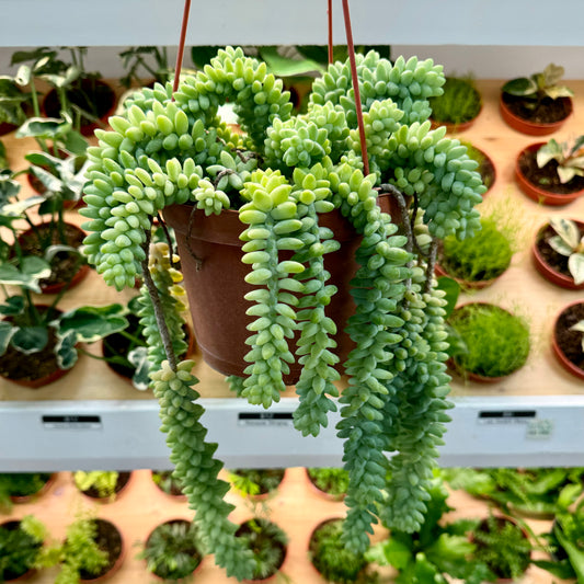 Sedum morganianum, "Donkey Tail"