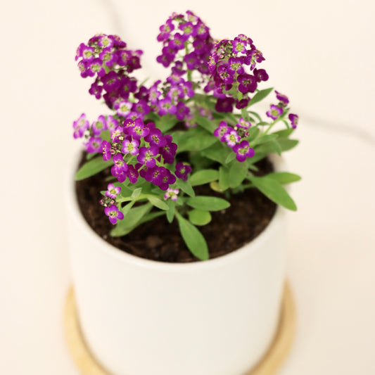 Alyssum Lobularia maritima, "Easter Bonnet Violet"