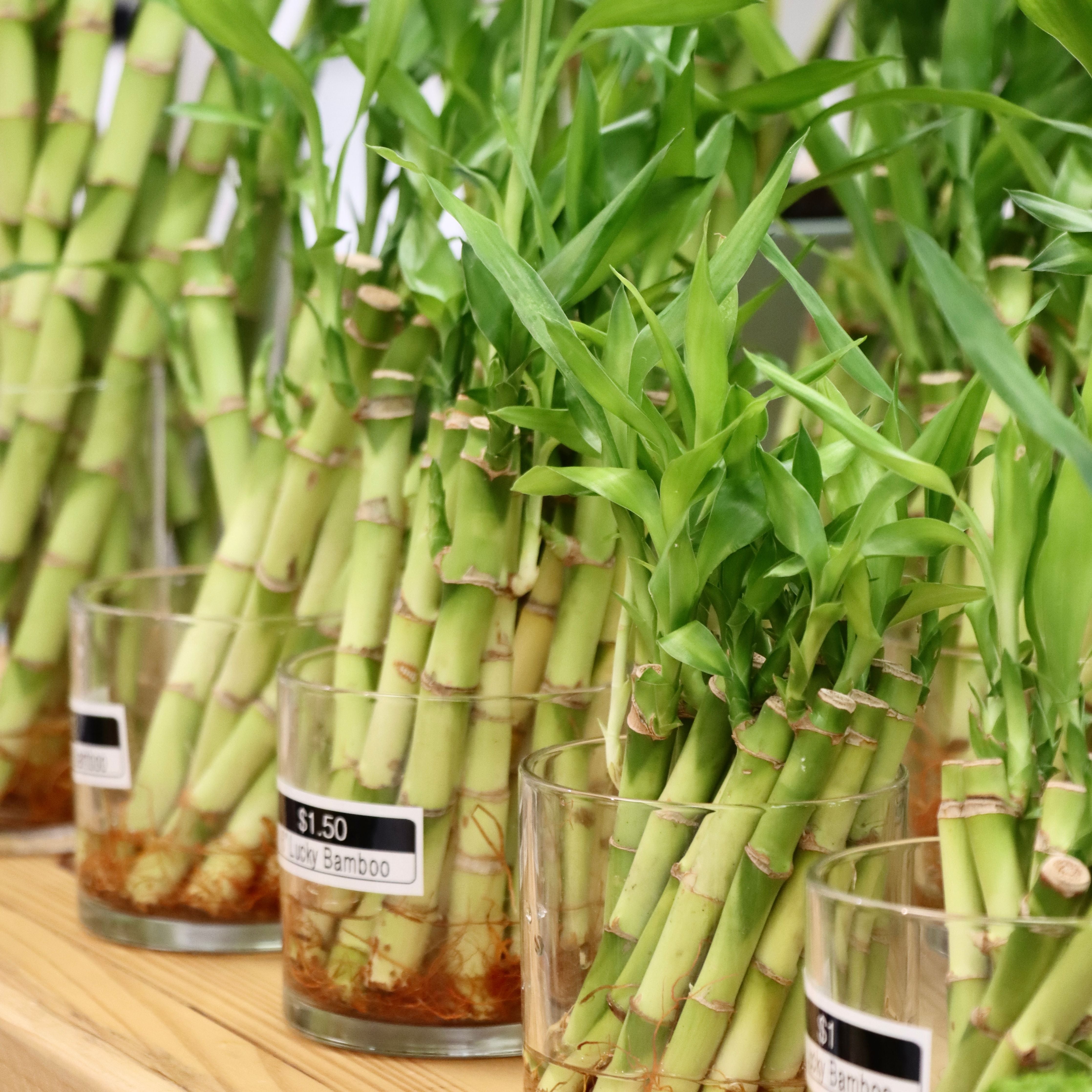 buy lucky bamboo in bulk Lucky Bamboo 12" Stem