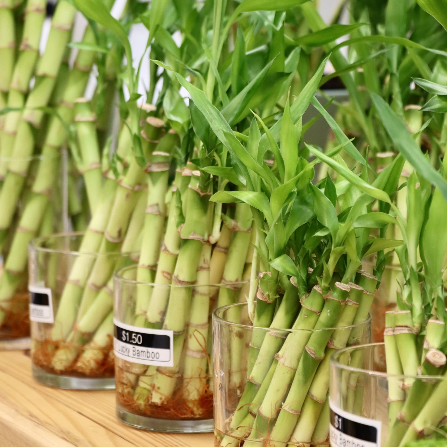 Lucky Bamboo