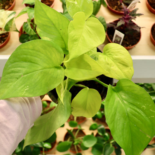 Epipremnum aureum 'Neon', "Neon Pothos"