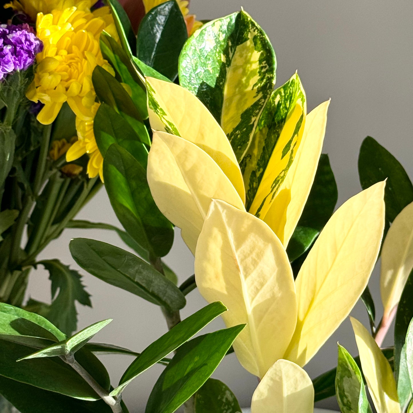 Zamioculcas zamiifolia, "ZZ", variegated