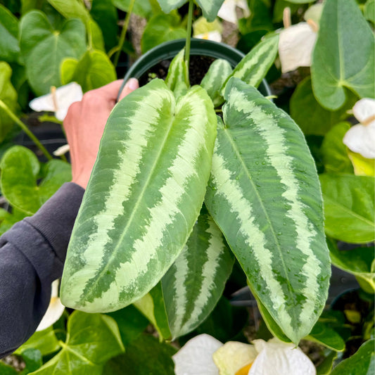 Schismatoglottis Wallichii, "Drop Tongue Plant"