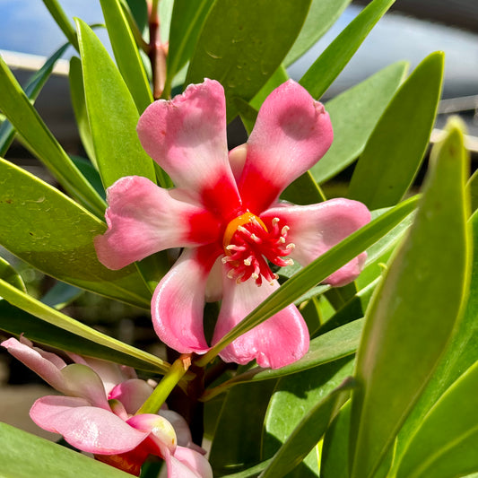 Clusia orthoneura, "Porcelain Flower"