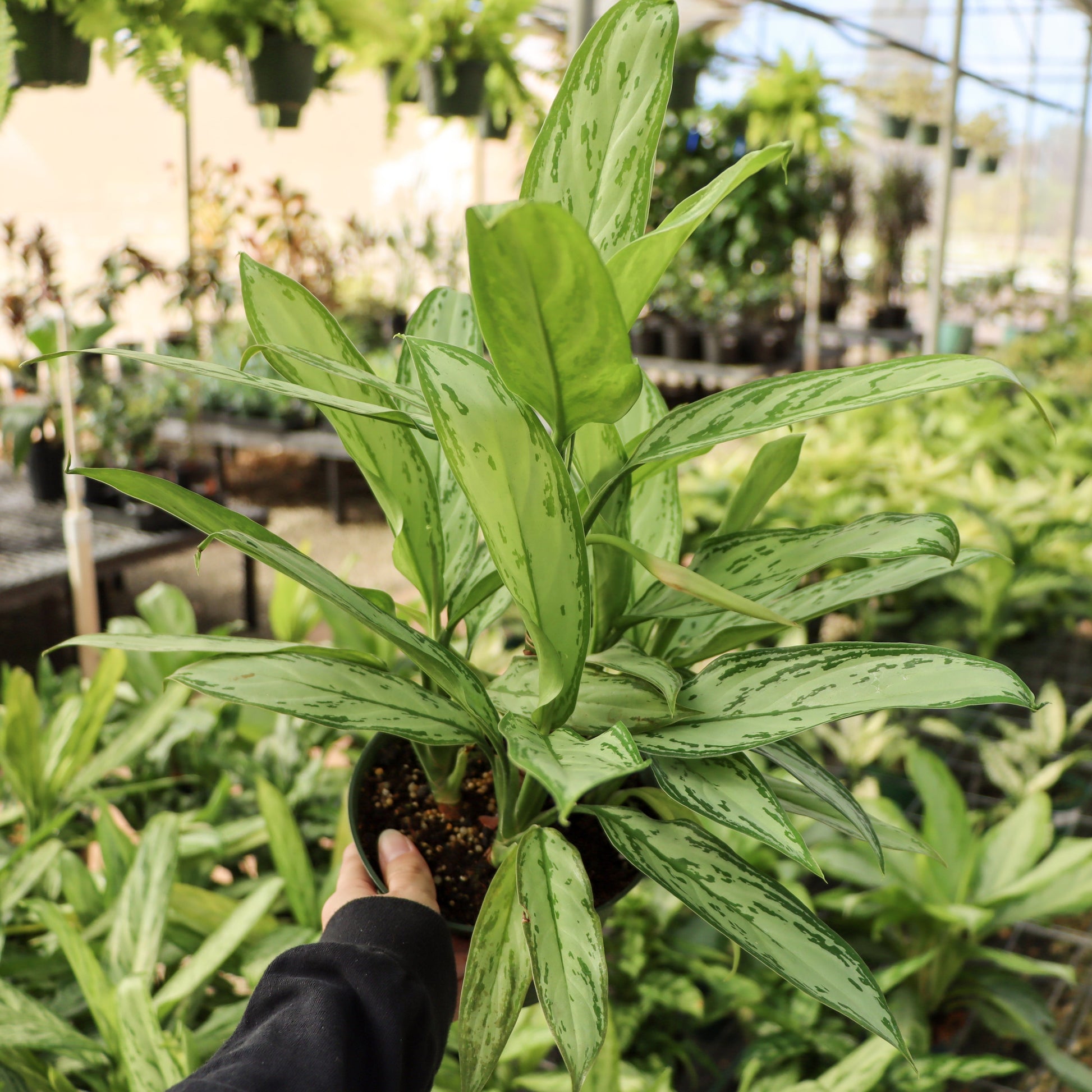 aglaonema nitidum 'silver queen Aglaonema 'Silver Queen'