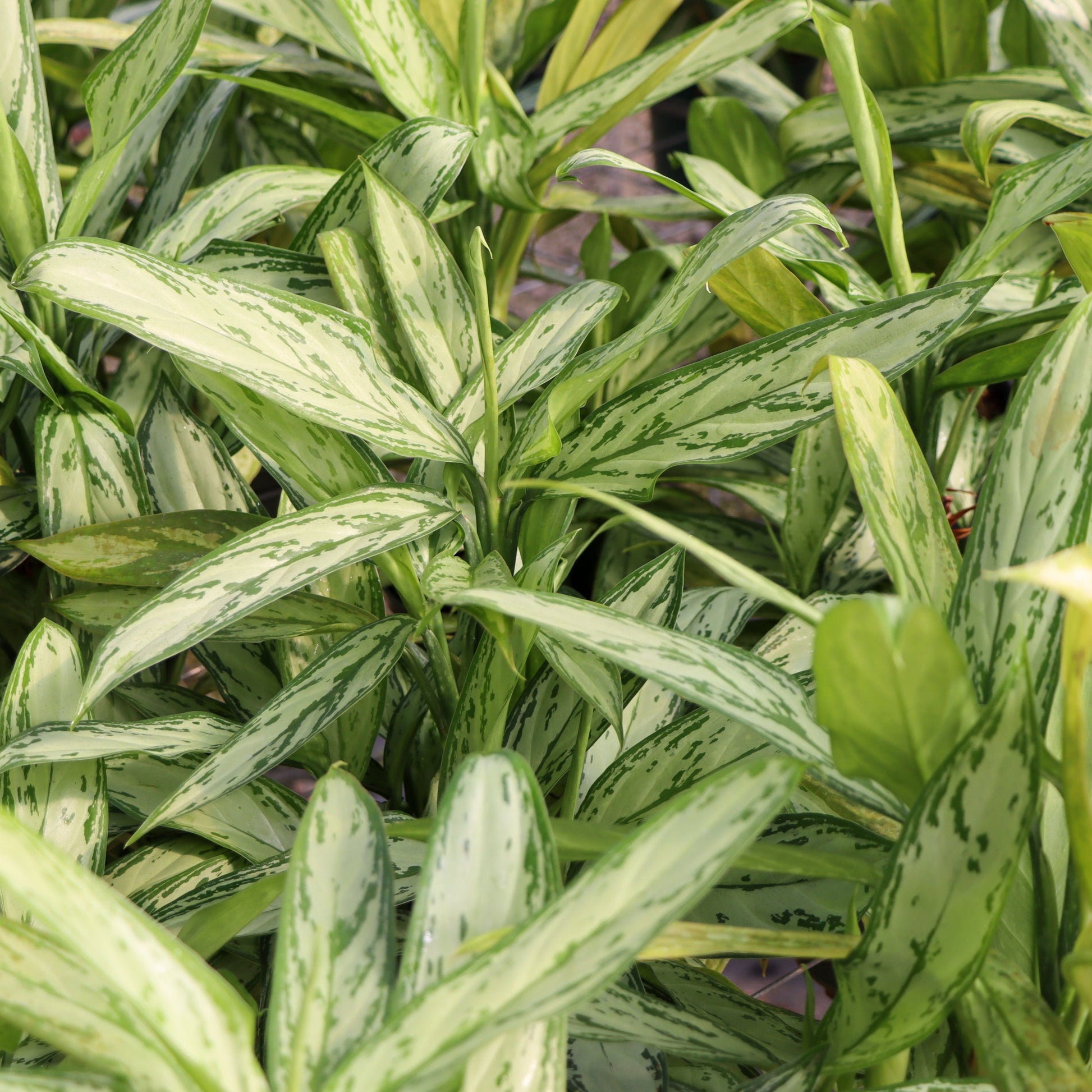 aglaonema mari Aglaonema 'Silver Queen'