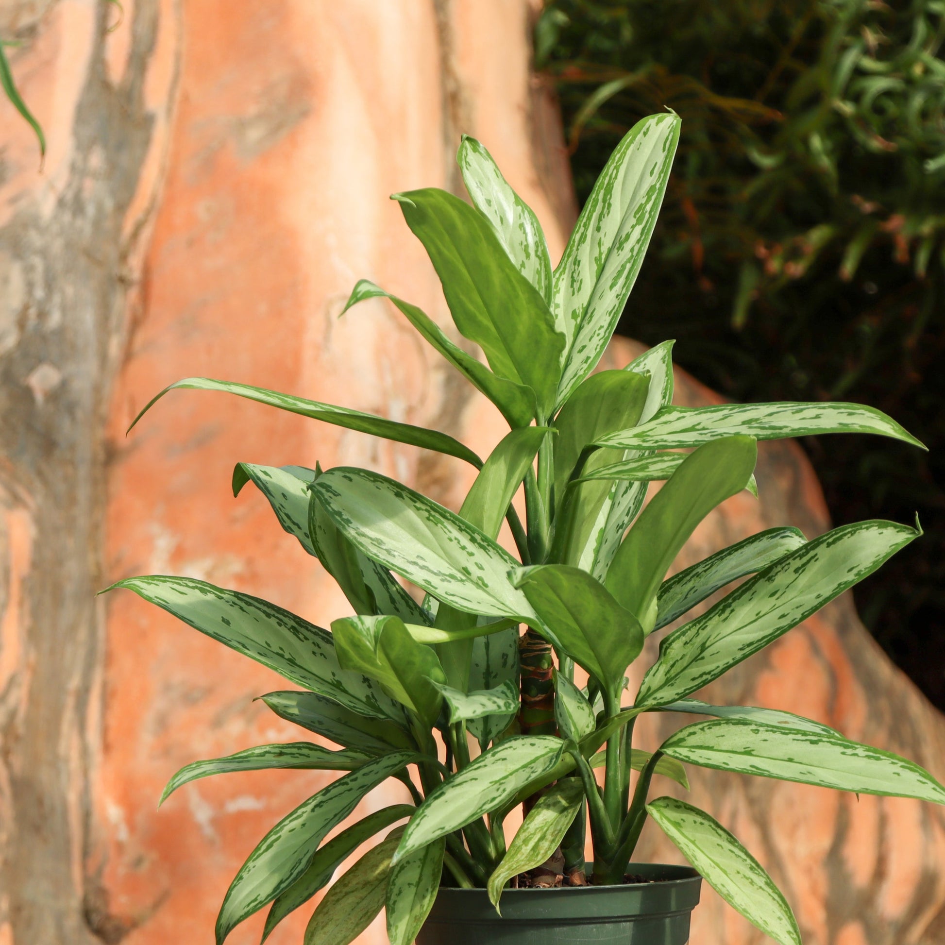 aglaonema mini silver queen Aglaonema 'Silver Queen'