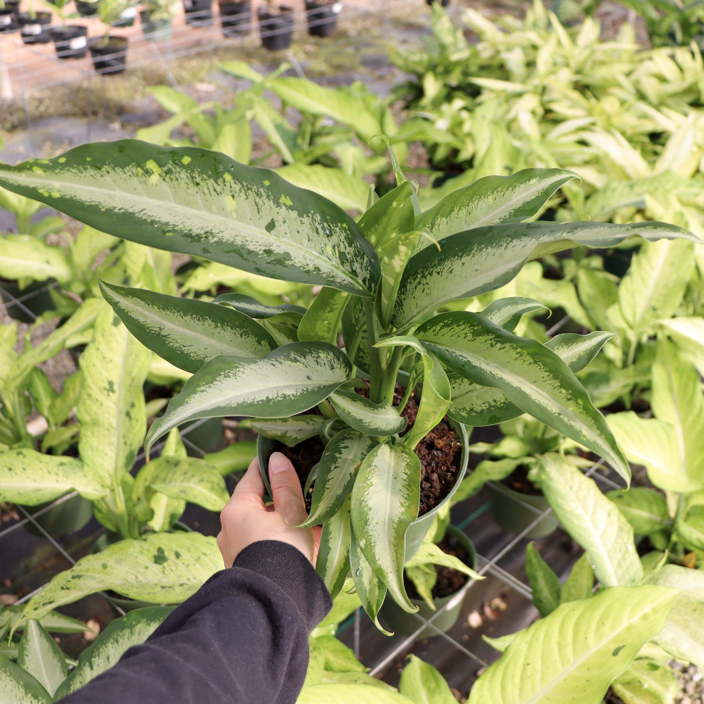dieffenbachia picta plante mortelle Panther Dieffenbachia - Very Durable