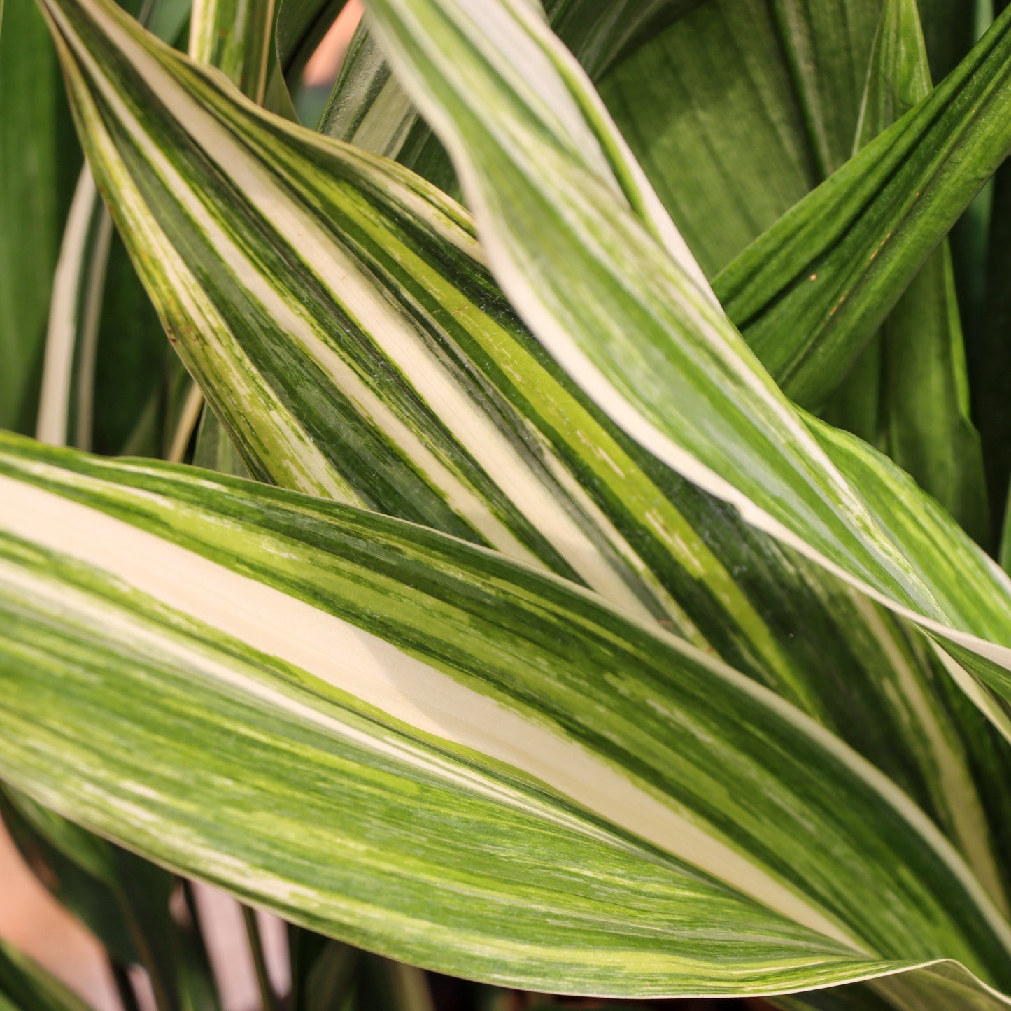 Aspidistra elatior, "Cast Iron Plant"