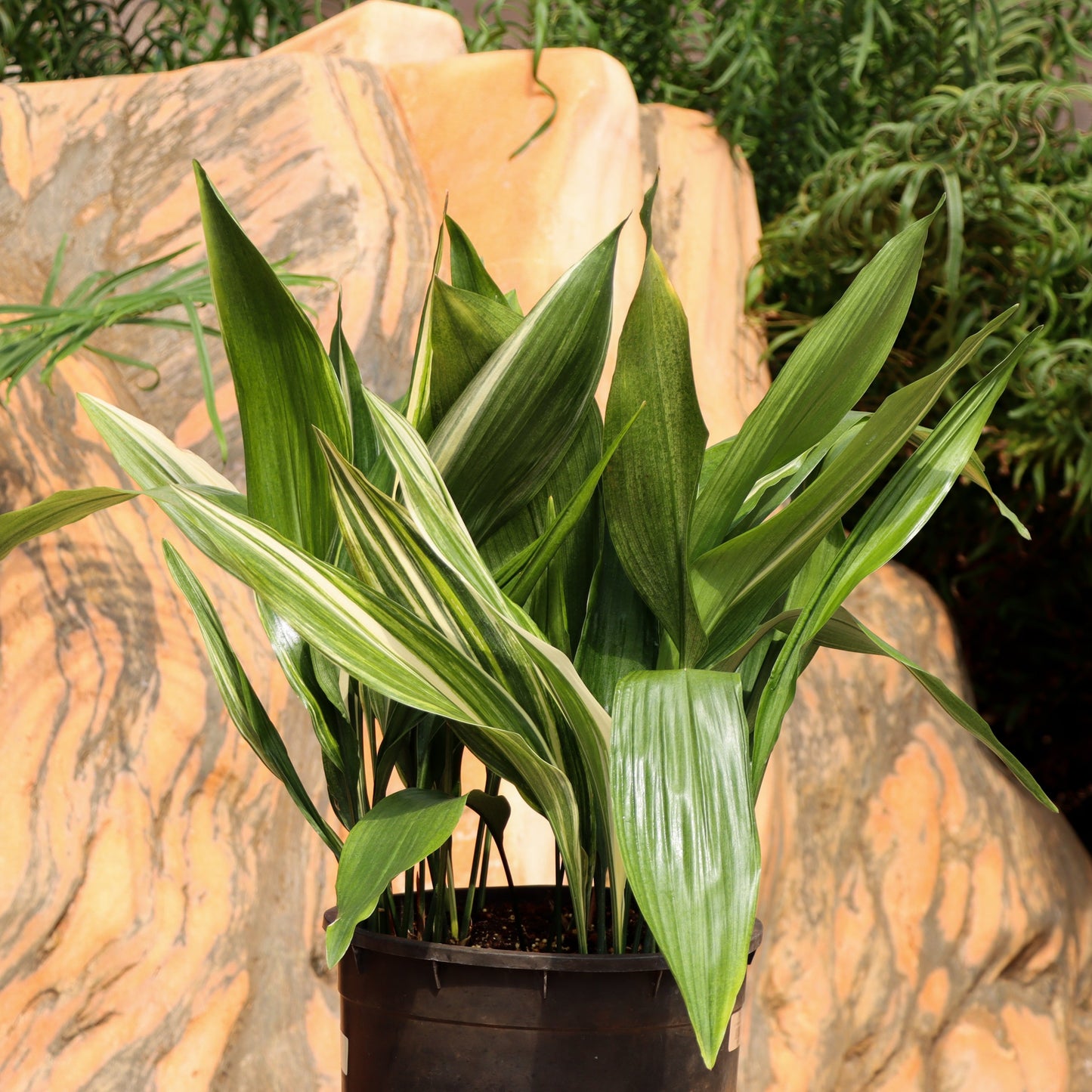 Aspidistra elatior, "Cast Iron Plant"