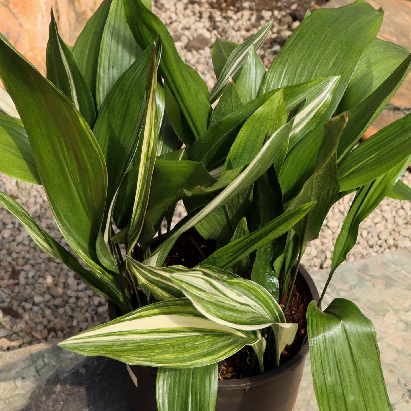 Aspidistra elatior, "Cast Iron Plant"