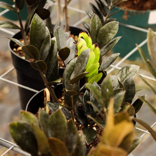 Zamioculcas zamiifolia,  "Raven ZZ"