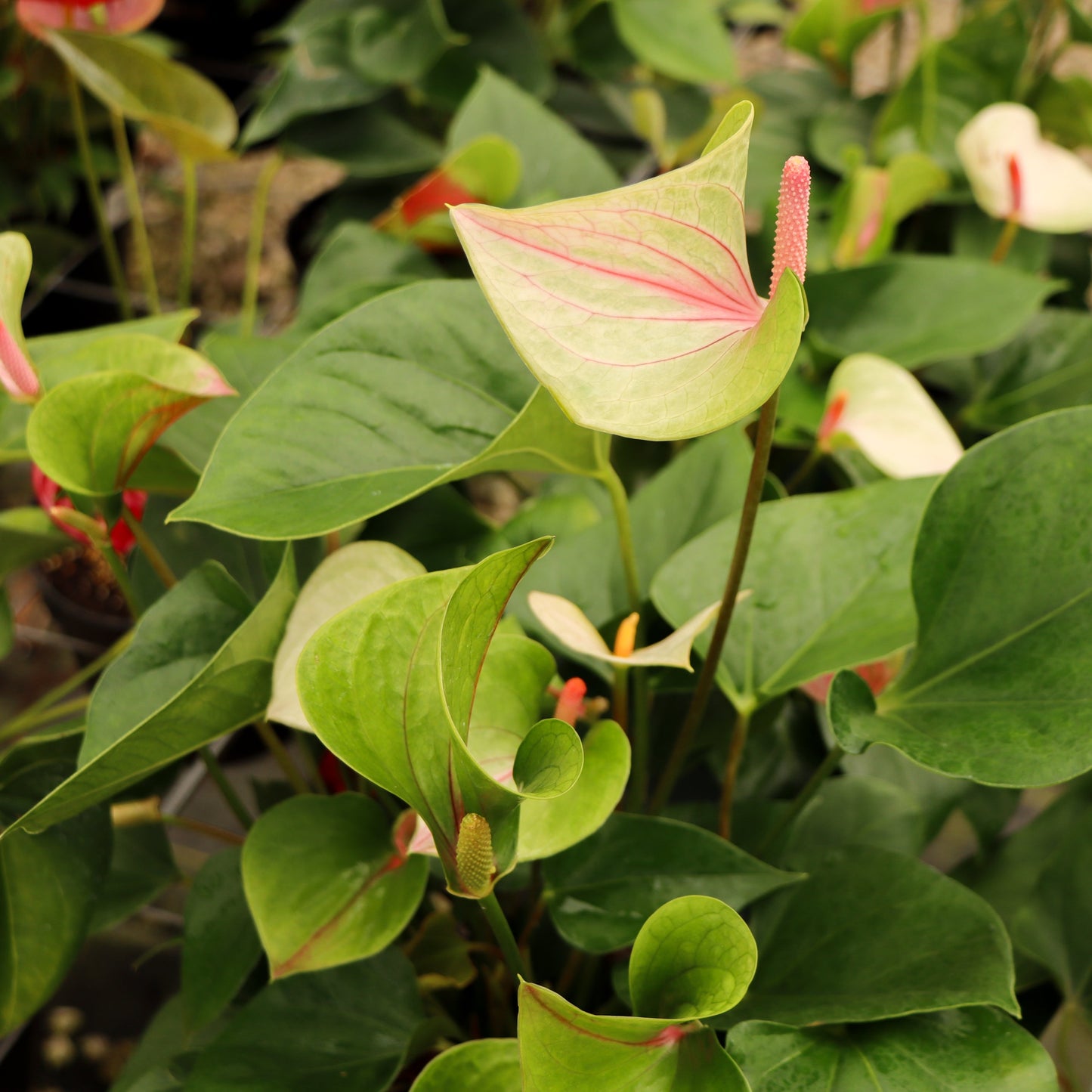 Anthurium, "Fantasy Love"