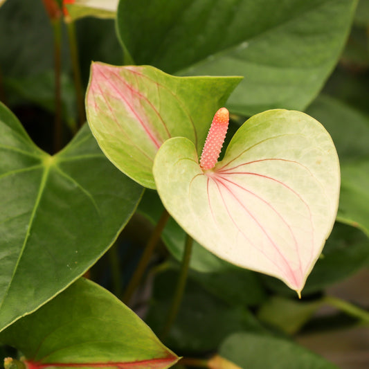 Anthurium, "Fantasy Love"