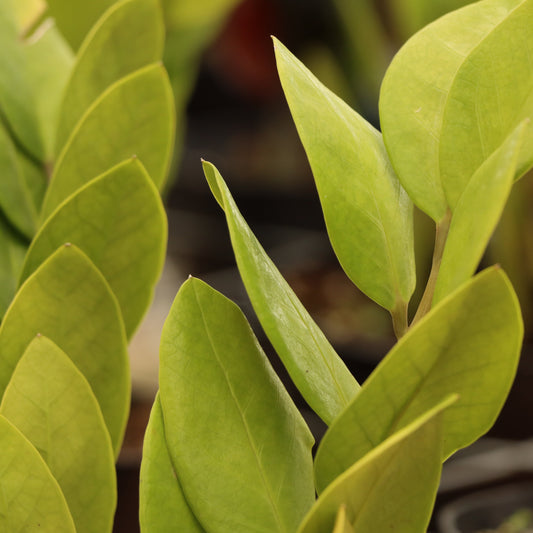 Zamioculcas Zamiifolia, "Regular ZZ"