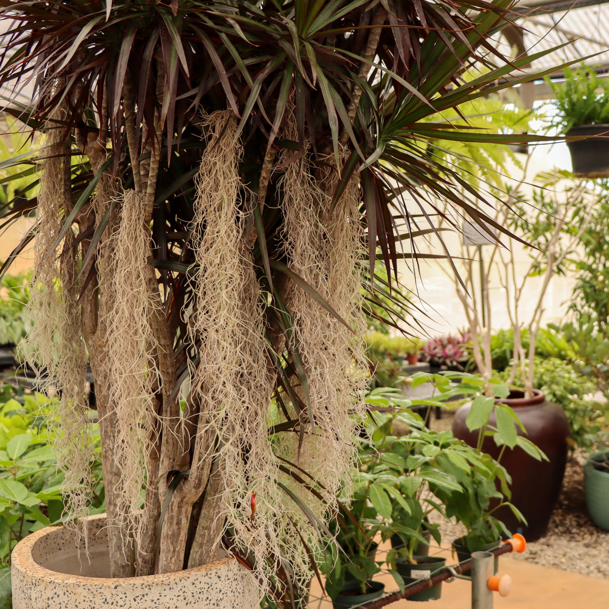 pele's hair air plant Tillandsia usneoides (Pele's Hair)