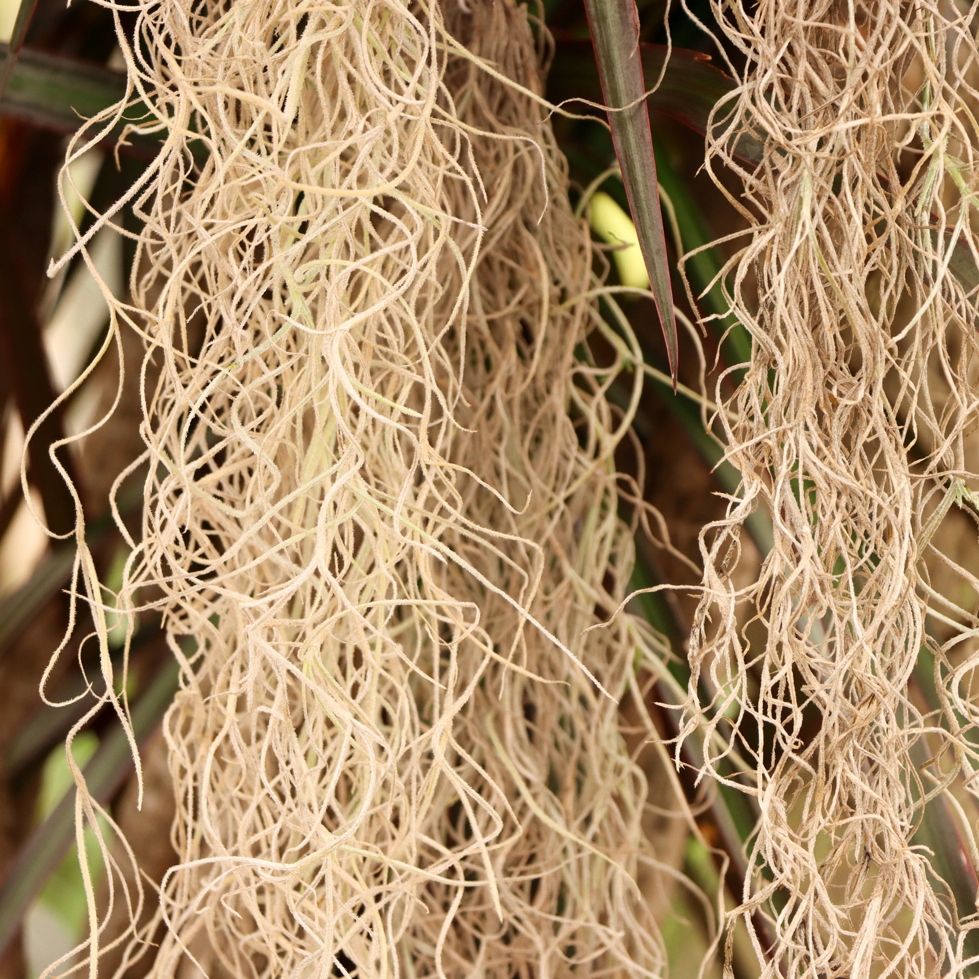 pele's hair air plant Tillandsia usneoides (Pele's Hair)
