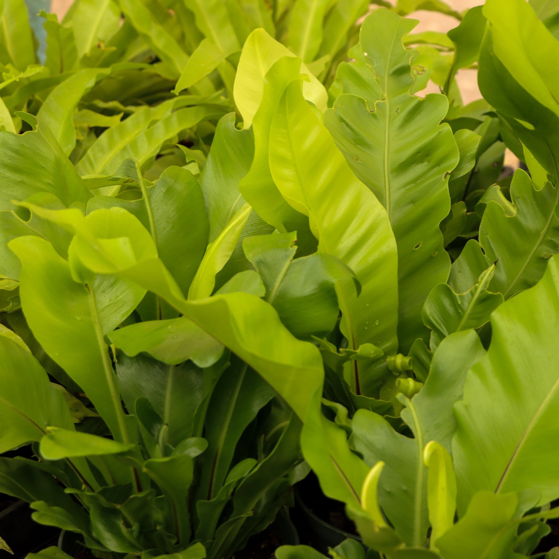 bird's nest fern full grown Asplenium nidus 'Campio' (Champion's Bird's Nest Fern)