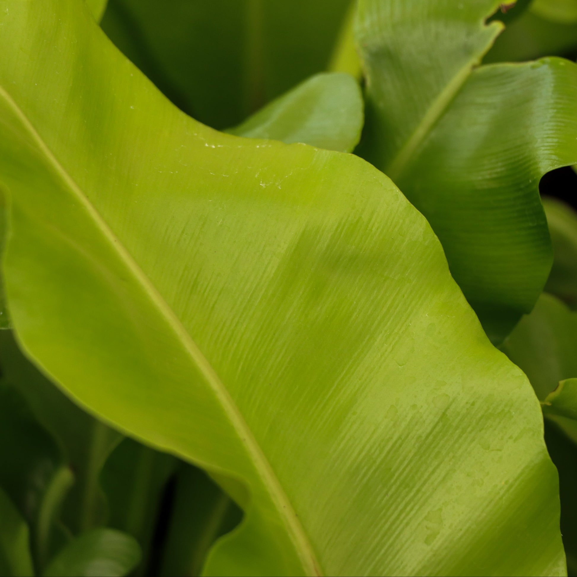 birds nest fern leaf shape Asplenium nidus 'Campio' (Champion's Bird's Nest Fern)
