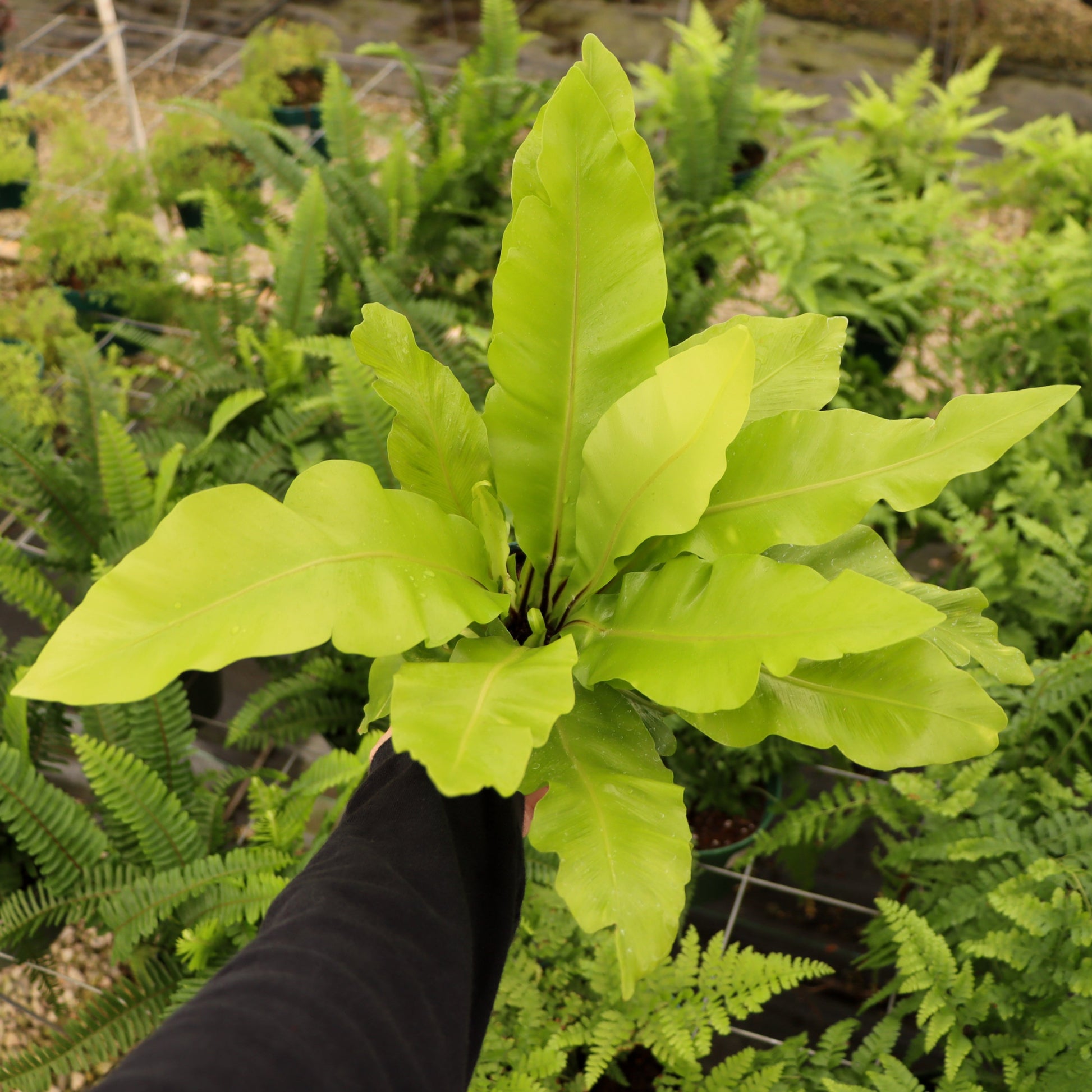 plants similar to bird's nest fern Asplenium nidus, 'Avis' – Mari's Gardens